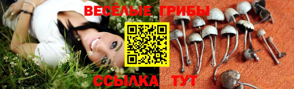 Псилоцибиновые грибы Psilocybine cubensis  Вход с VPN  Псилоцибиновые грибы прущие грибы  Обь 